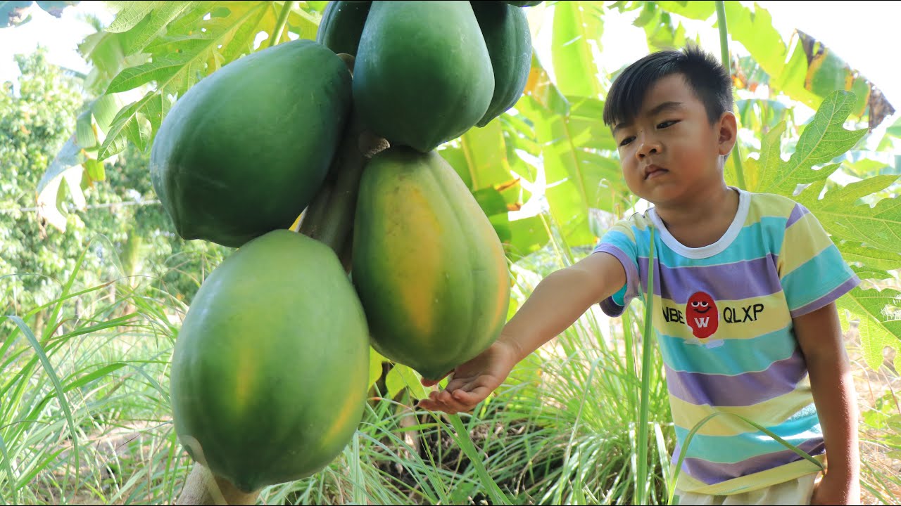 Seyhak like ripe papaya so much / Pick papaya at backyard / Prepare food for family