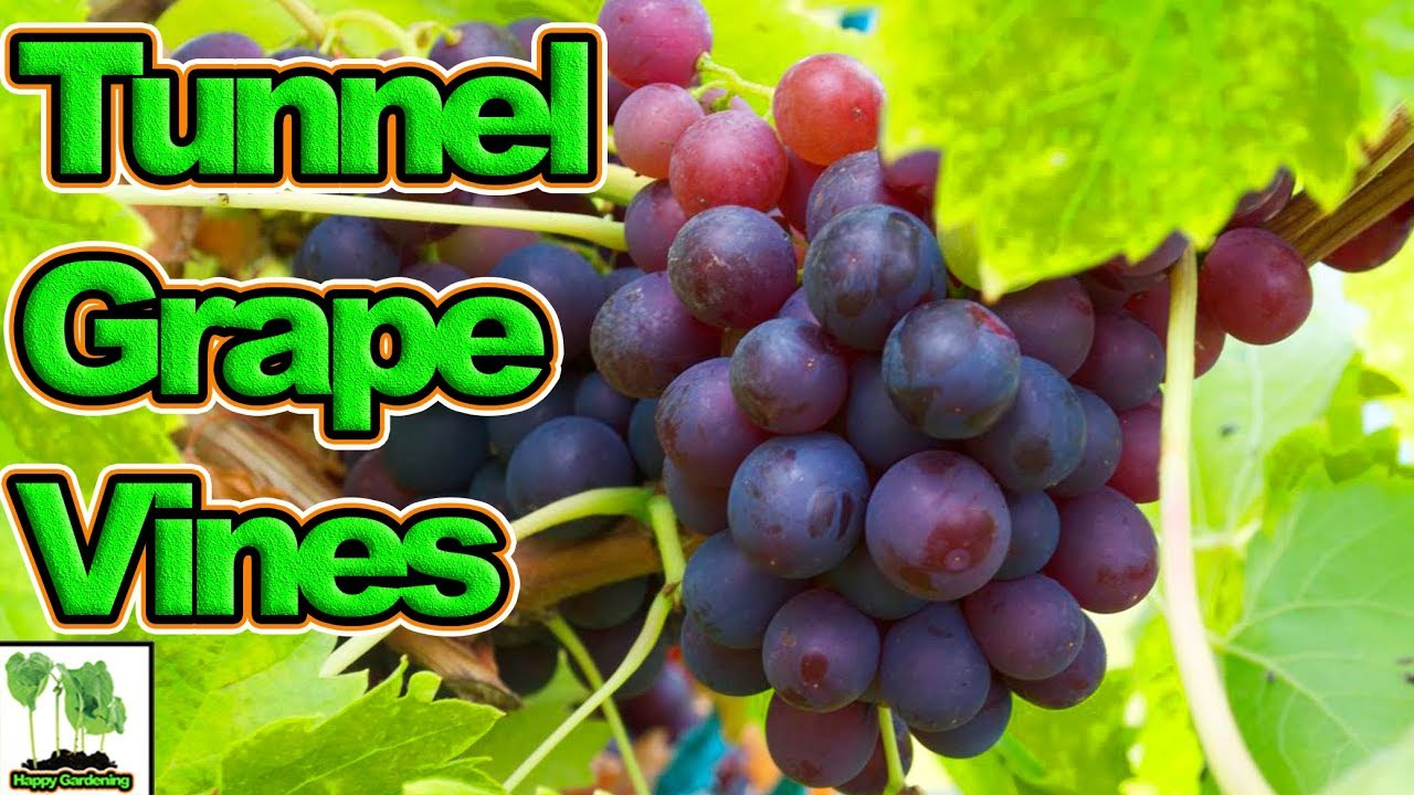 Grape Vines In Tunnels