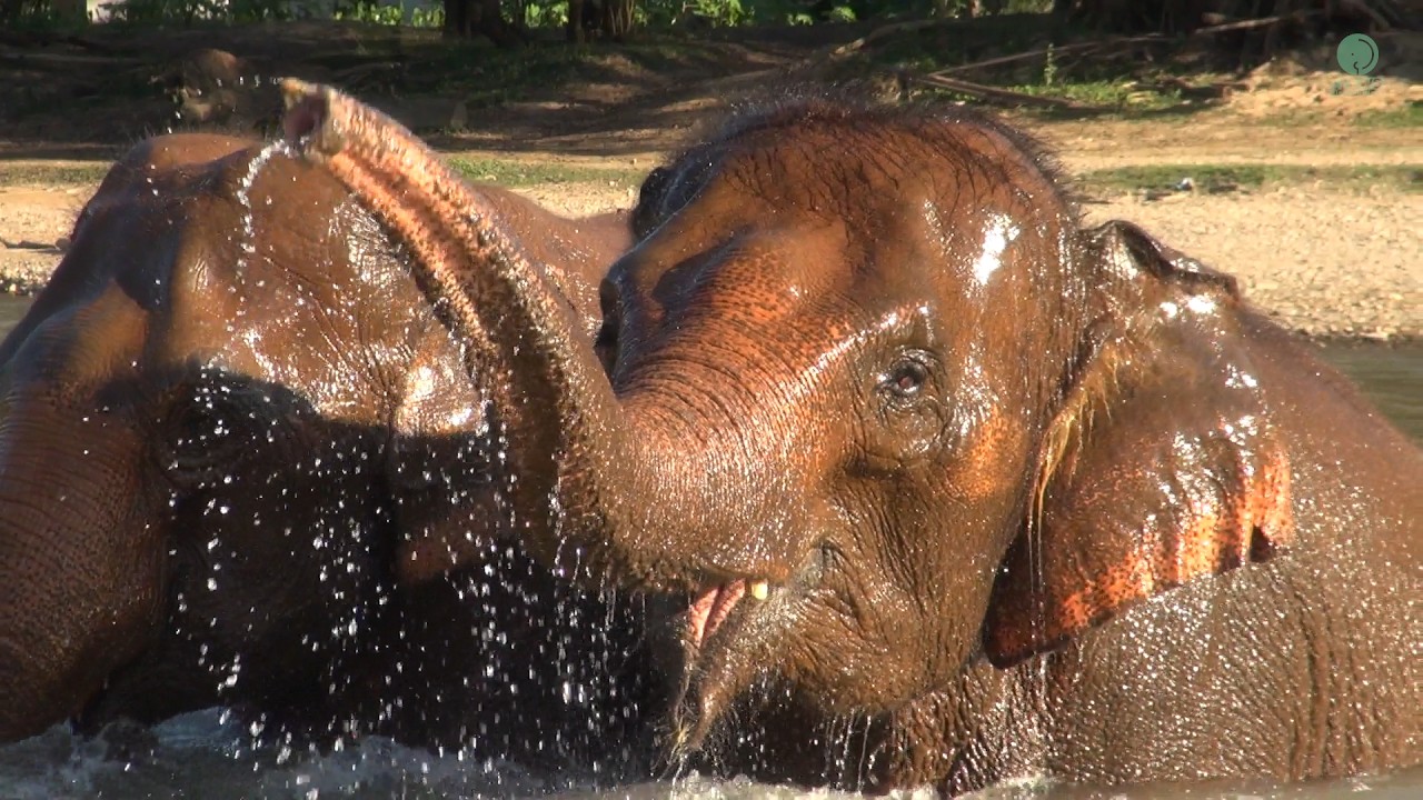Ram Ruay & Tang Mo’s Beautiful Elephant Friendship - ElephantNews