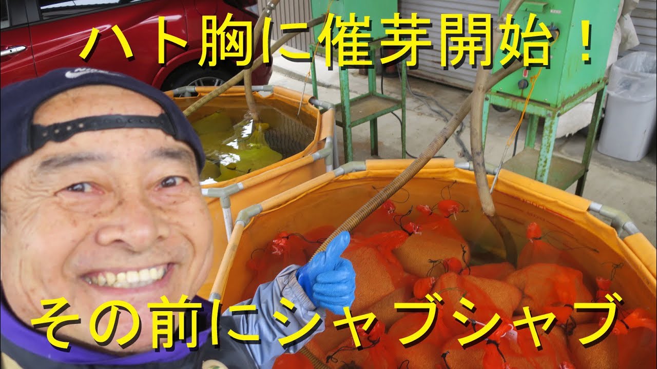 １回目の播種に向け催芽開始・大量の種籾シャブシャブを頑張りました・2020