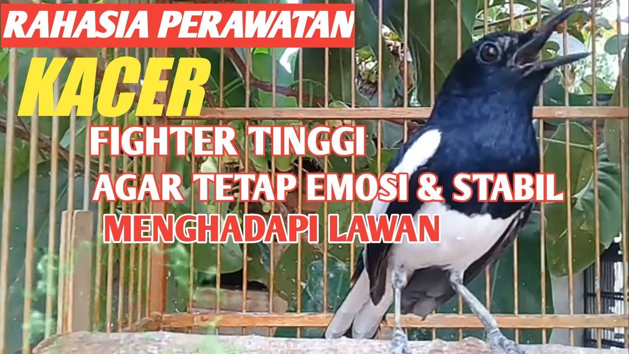 Trik Perawatan Kacer fighter tinggi / Kacer emosi tinggi