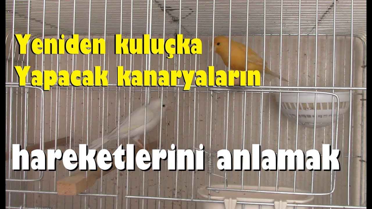 Yeni Kuluçkaya Hazırlanan Kanaryaların DAVRANIŞLARI NASIL OLUR ?