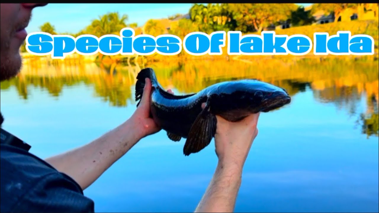 Species Of Lake Ida 