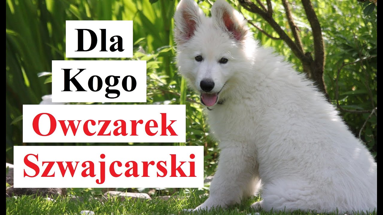 Dla Kogo Owczarek Szwajcarski