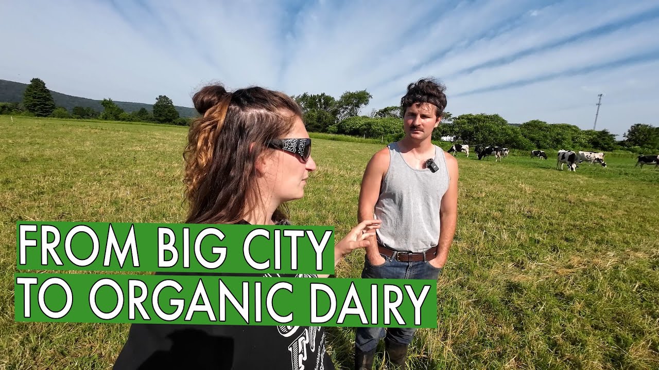 He Escaped the City Life to Run an Organic Dairy Farm! (Cobblestone Valley Farm)