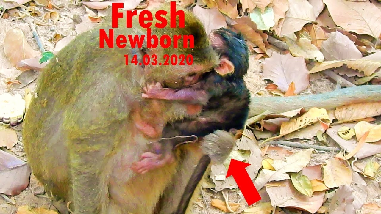 Super Fresh Fresh newborn monkey, Just born baby monkey today, Very red skin baby