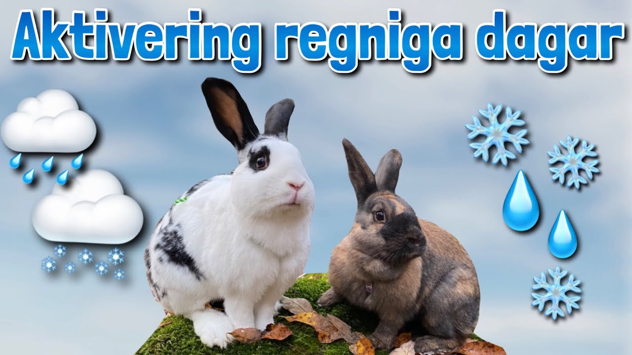 Hur aktiverar man sin kanin på vintern och på regniga dagar?