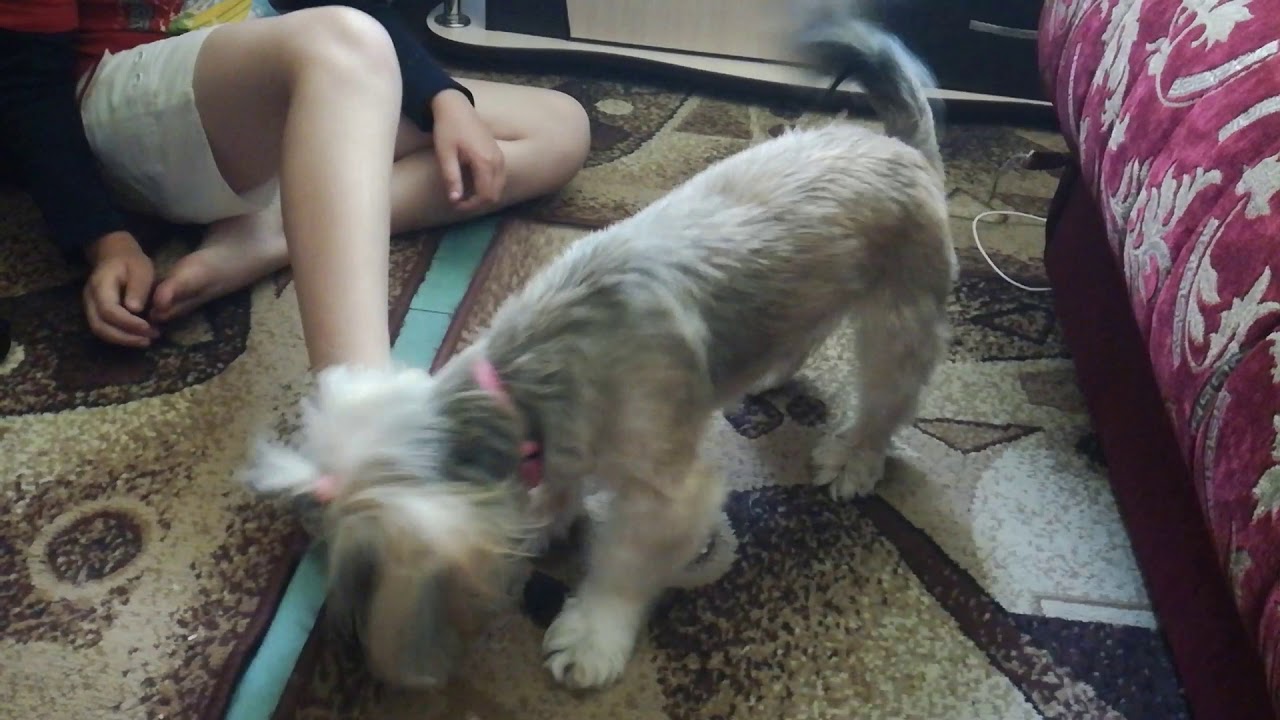 VID 20190805 110204