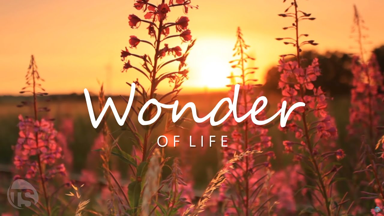 GEMA-freie Musik - WONDER OF LIFE | TerraSound