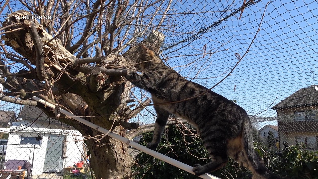 Katzengarten - gesicherter Freigang - Simba und Mikesch im ehemaligen H&uuml;hnergehege sputnik-e.de