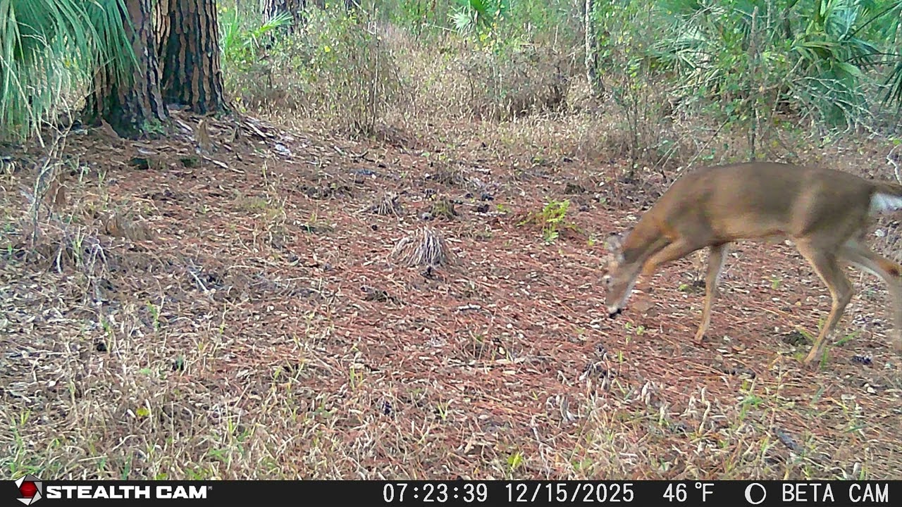 Caught on trail camera in Central Florida