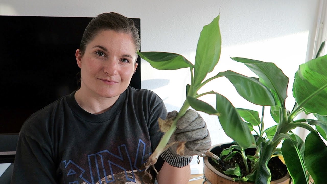 Separating and Potting up my Banana Plant Pups