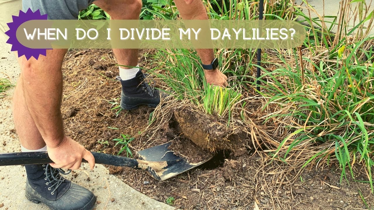 When Do I Divide My Daylilies (And How Do I Do It?) | Oakes Daylilies