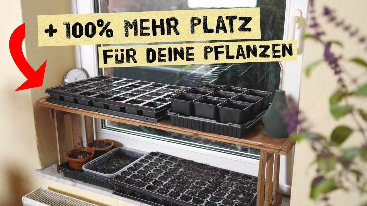 Mehr Platz für Jungpflanzen schaffen - Anzuchttipps für Zwiebel, Kohl, Brokkoli und Paprika.