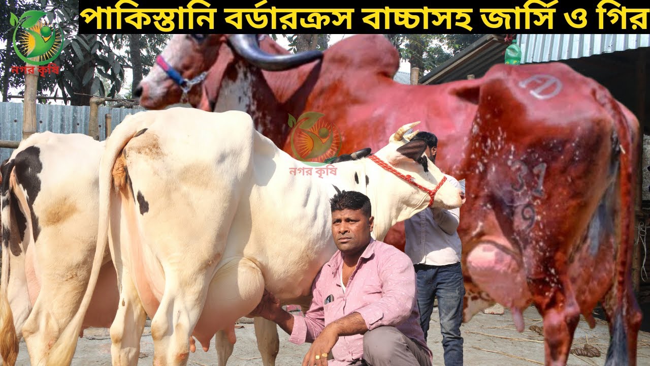 রিপন কাকার পাকিস্তানি বর্ডারক্রস বাচ্চাসহ জার্সি ও গির ! সেরা বিগ বিগ ৪০ লেটারের জার্সি মুন্ডি