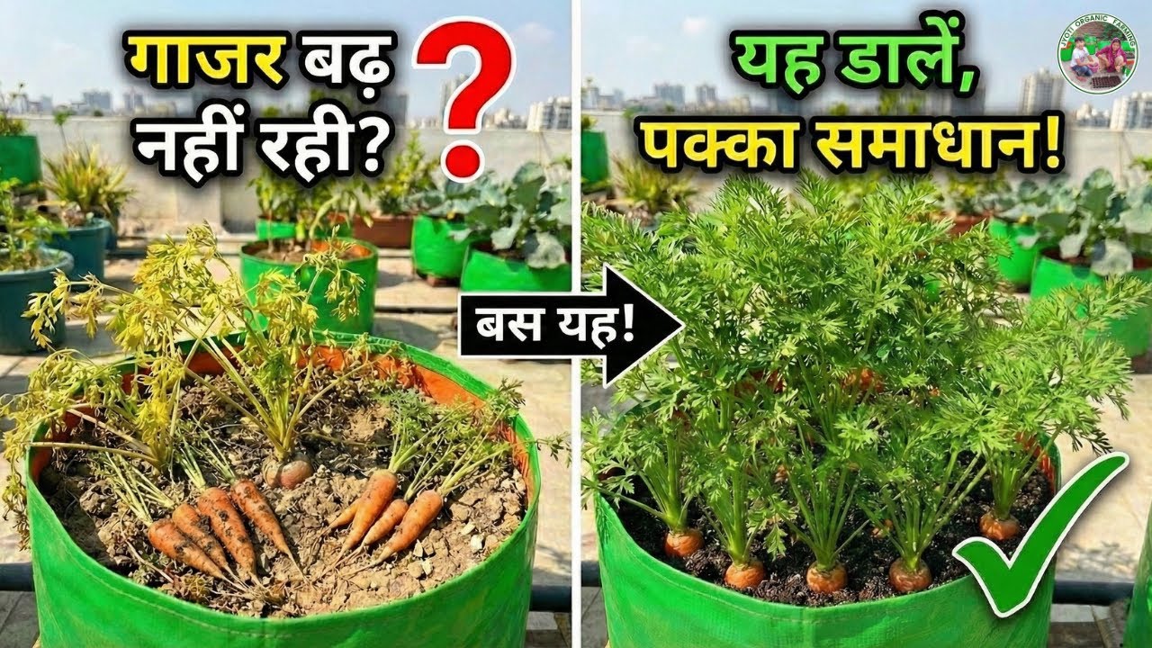 गाजर की ग्रोथ रुकी हुई है? 😱 जनवरी में करें ये 3 जरूरी काम! | छोटी गाजर को बड़ा और मोटा कैसे करें? 🥕