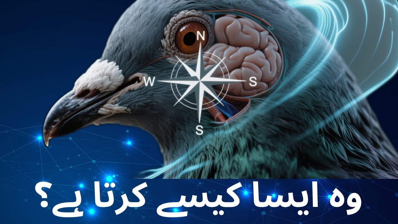 الحمام يتفوق على التكنولوجيا