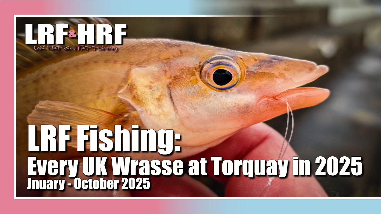 LRF Fishing: All 6 UK Wrasse Species in One Year - Torquay 