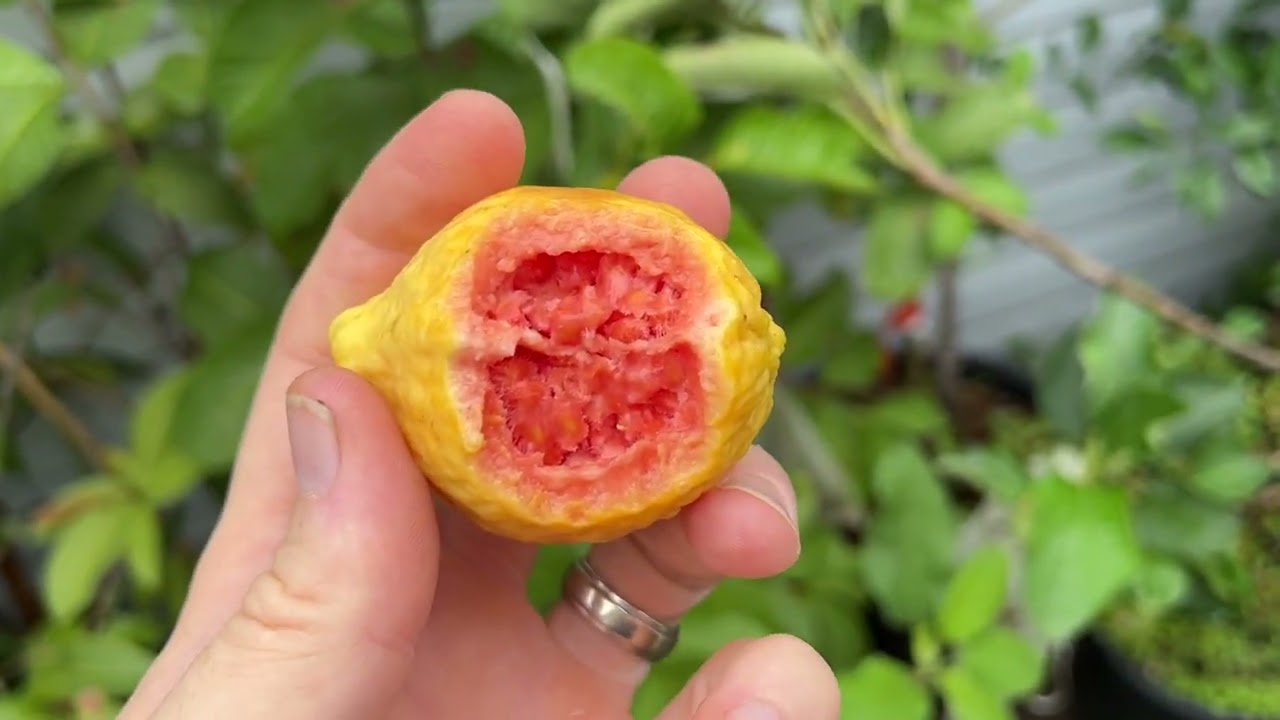 What's Growing - Papaya, Rollinia, Persimmon, Pomegranate and more!