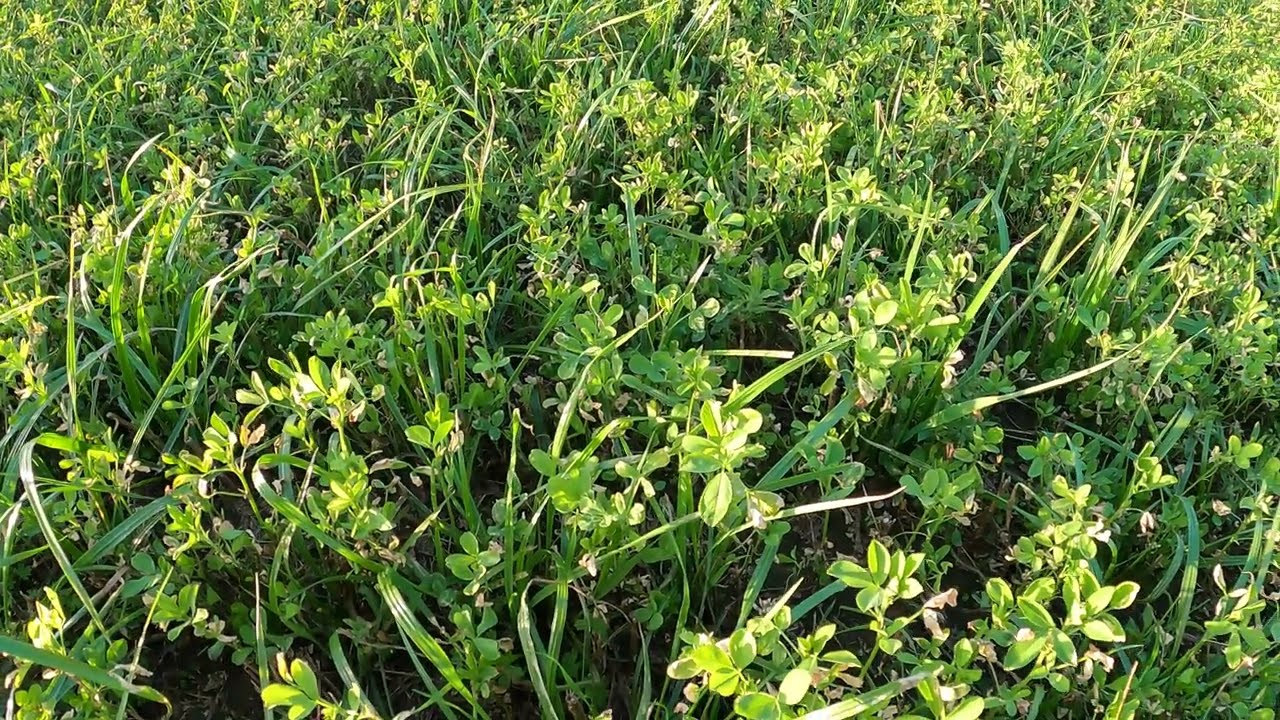 Vlog Karwiego #8 Lucerna z trawa #DLF SEEDS,  CUTMAX ALFAprotein