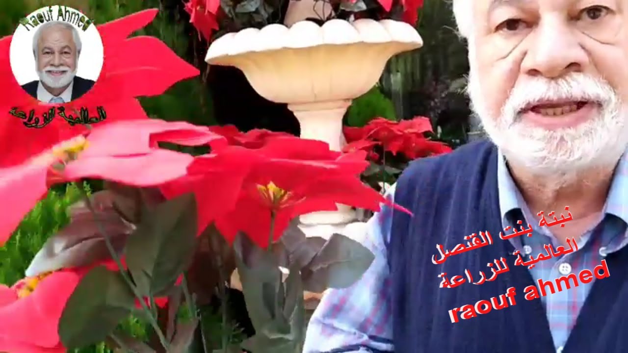 #بنت_القنصل _كيفية_إكثارها والاهتمام بها#Poinsettia