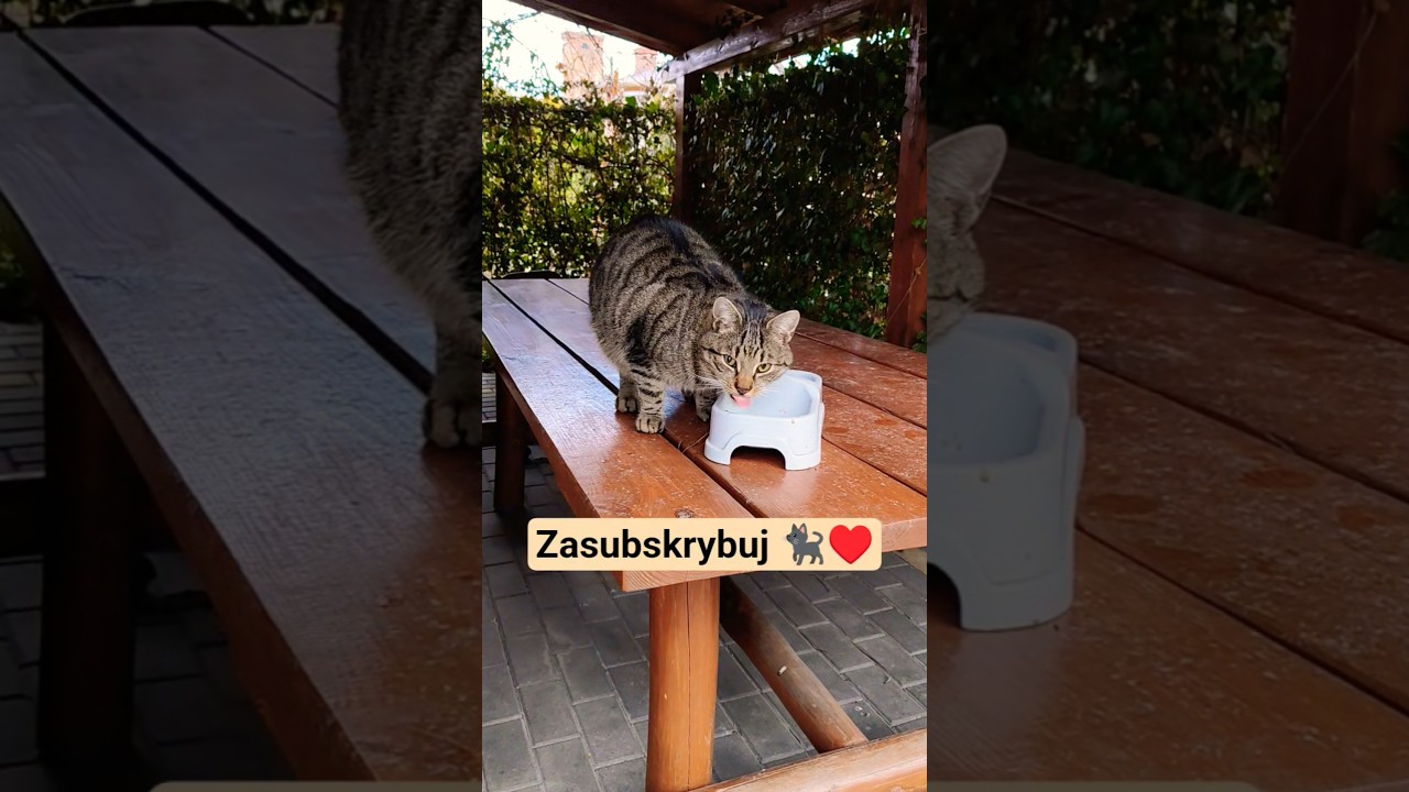 Wzruszony kocurek KitKat z małą piersią 🥹🐈❤️ #viral #cat #zwierzaki #trending #funny #shorts
