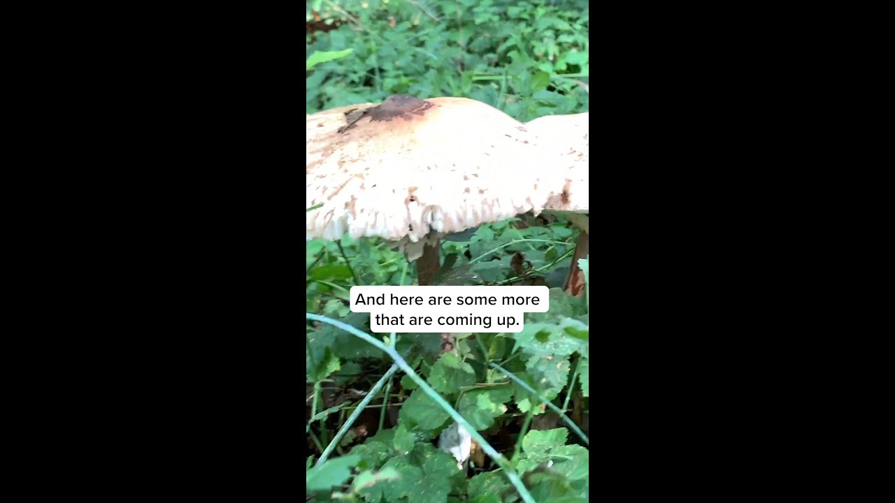Paul Stamets with Parasol mushrooms