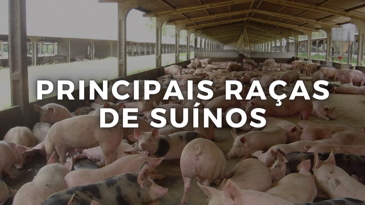 Principais RAÇAS de SUÍNOS