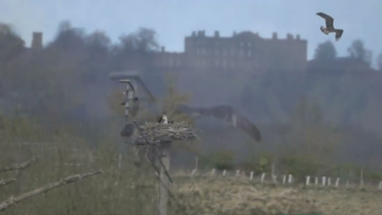 Blue 33 heli-dancing for Maya on Rutland Osprey nest at Manton Bay 31 Mar 2022 (super slo-mo)