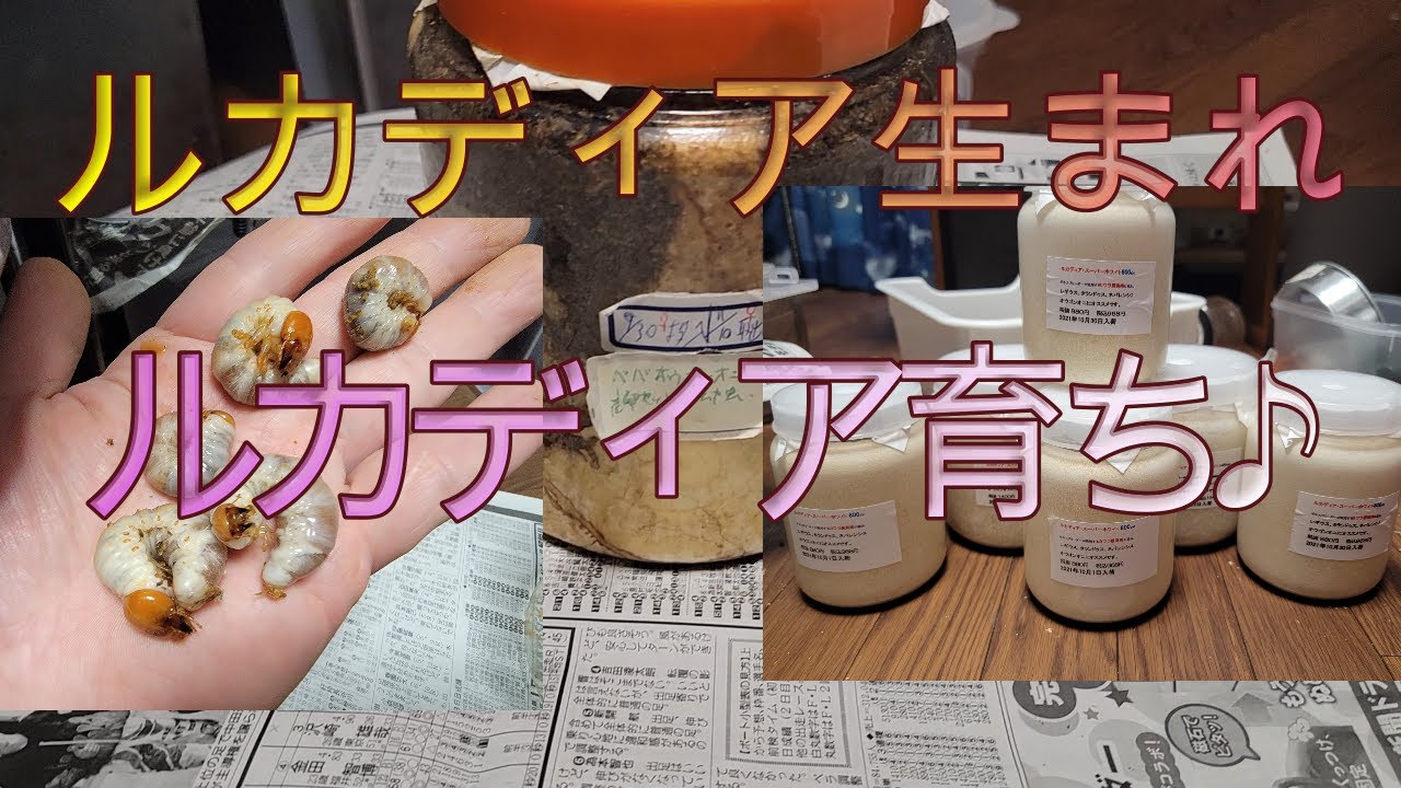 ルカディア生まれルカディア育ち♪ババオウゴンオニさんの産卵セット割出し🎶