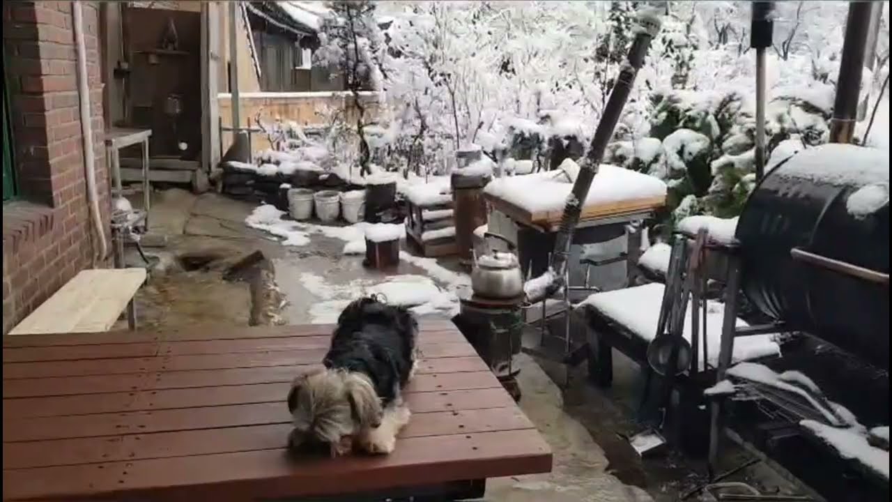 폭설에 고립된 강아지 콩이 개신나!