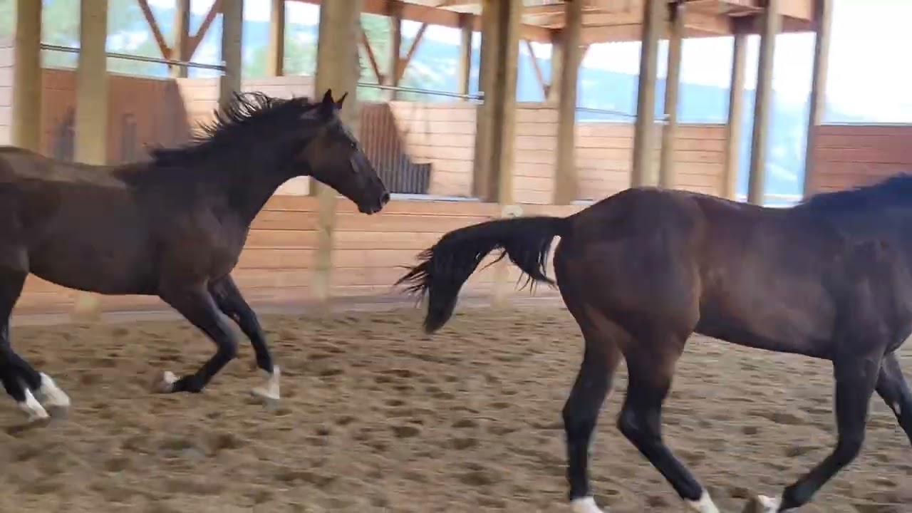 2023 Gaudi and 2024 Rocky Lee offspring 