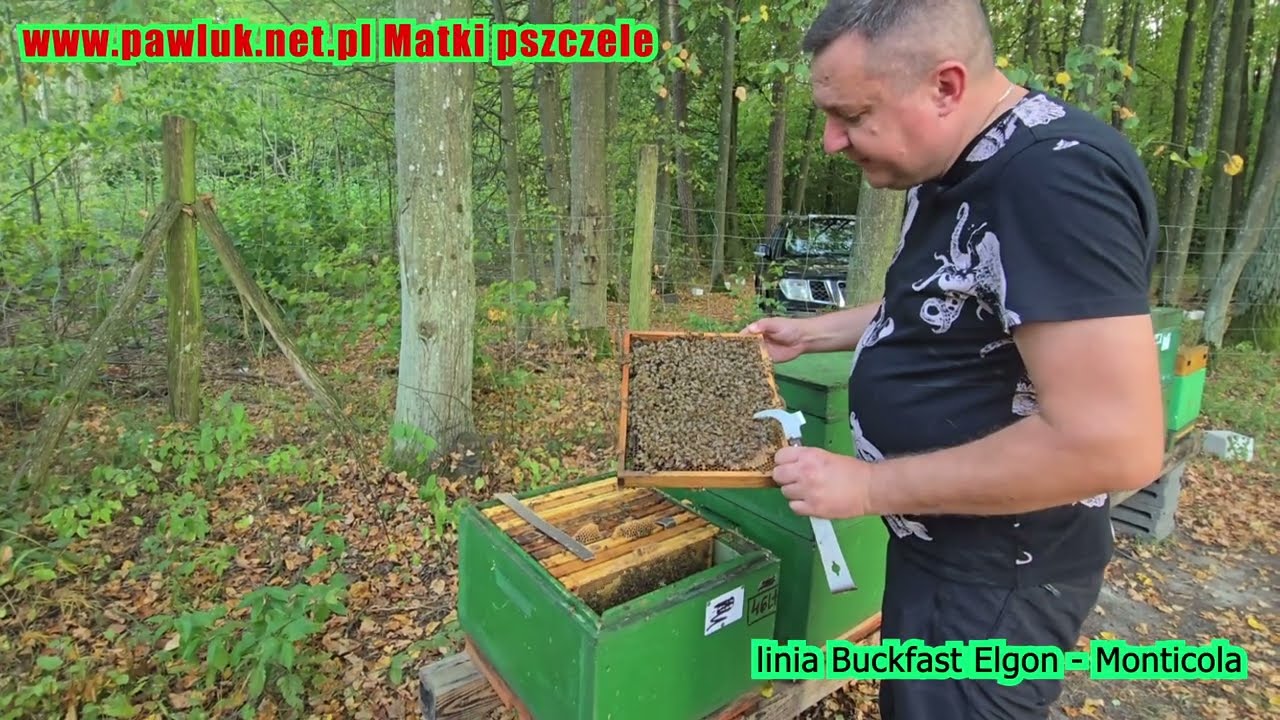 Buckfast Monticola - silne rodziny do zimy - pszczoły odporne na warrozę i choroby czerwiu i pszczół