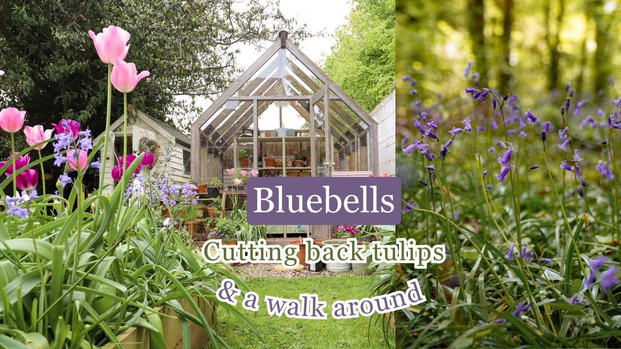 Tulip trim, magical bluebell woodland in the Irish countryside 🐑