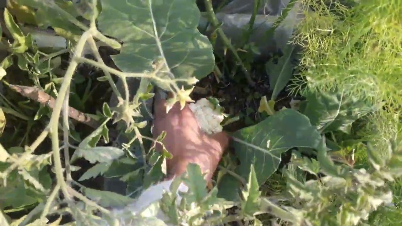 Gobi ki harvesting 🥦#garden #lakshivgardening #gardening #viral #video