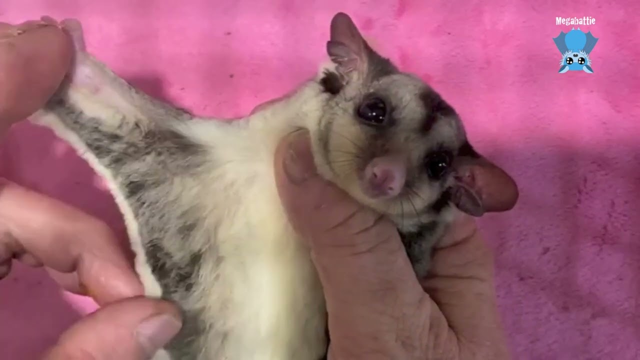 Mandi's aviary daily life:  a compilation of glider videos