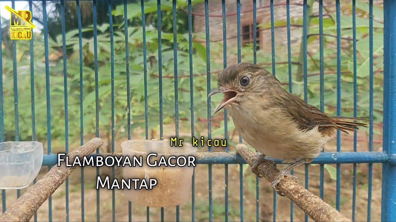 Flamboyan Gacor Ngerol Nembak