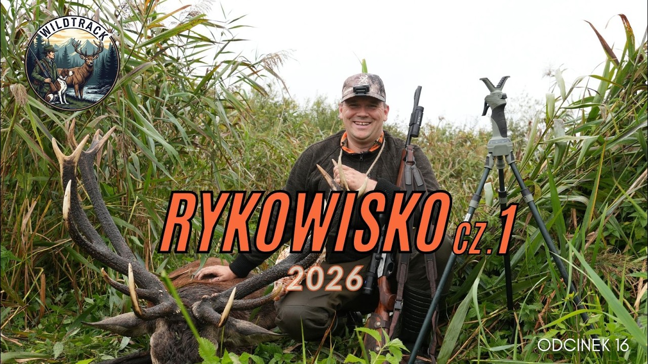 Rykowisko z wilkami w tle! Niewiarygodny finał podchodu || Wolves Crashing the Rut! Jagd