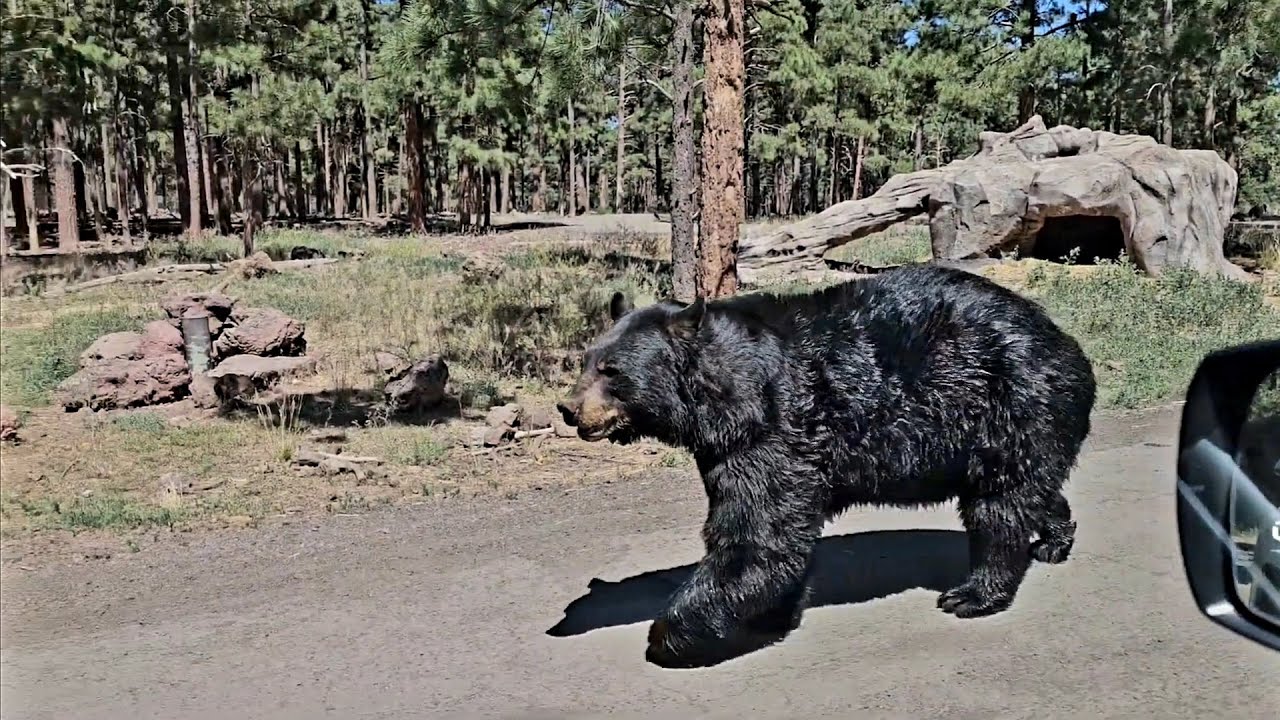 Bearizona Drive-Thru/Walk-Thru Wildlife Park, US E Rt 66 William, Arizona. 美國亞利桑那州威廉姆斯熊利桑納野生動物公園。
