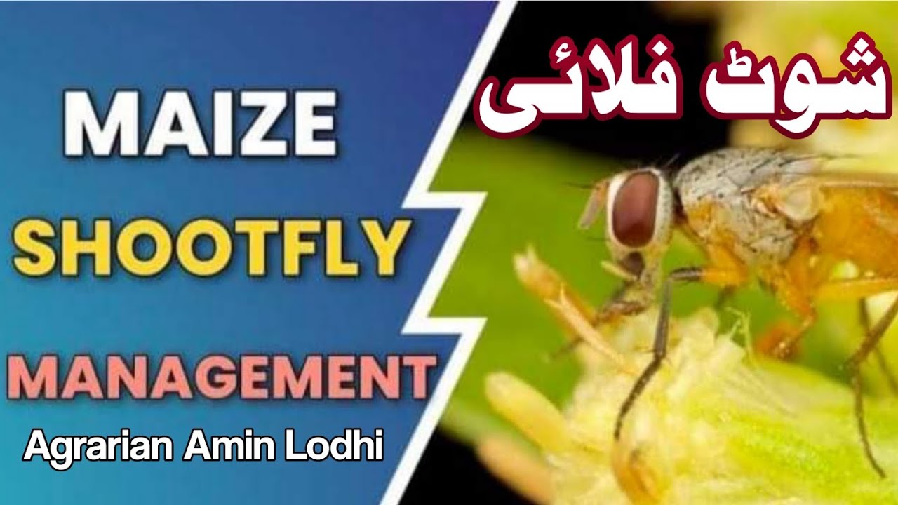 How To Control Maize Shoot Fly ||  کونپل والی مکھی کا کنٹرول || Agrarian Amin Lodhi