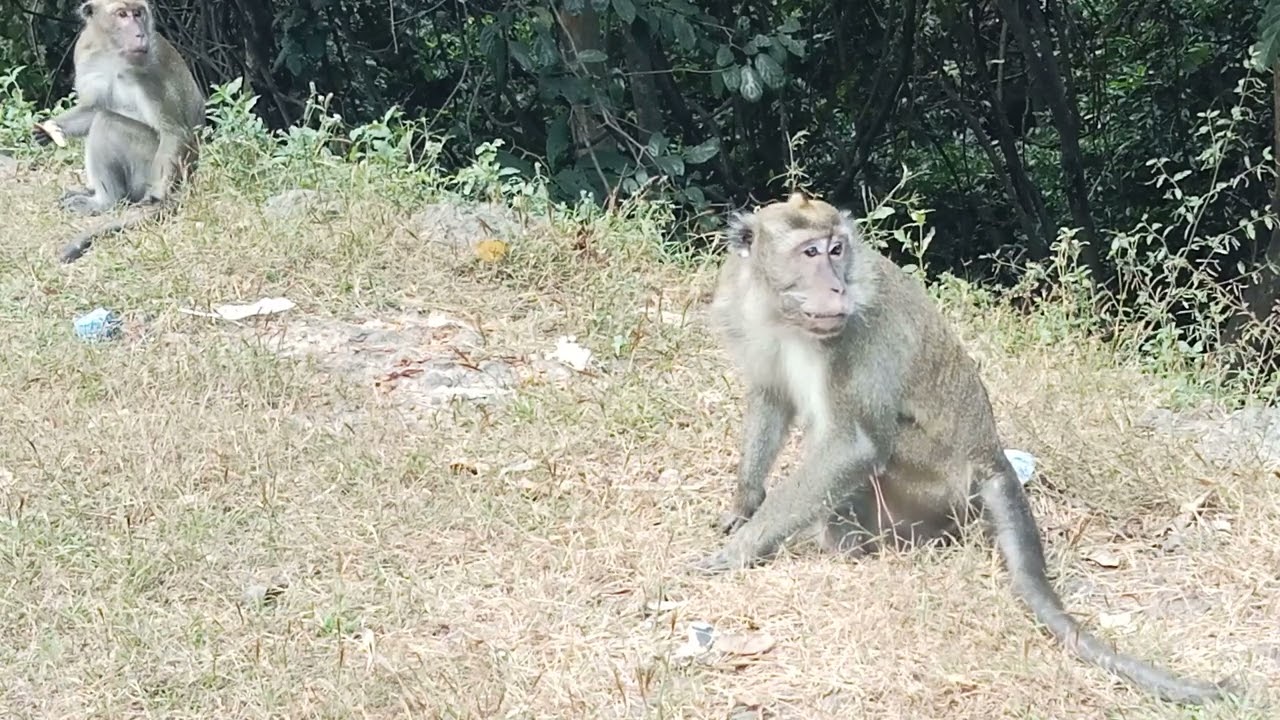 makan makan monkey yoyo jr #regular