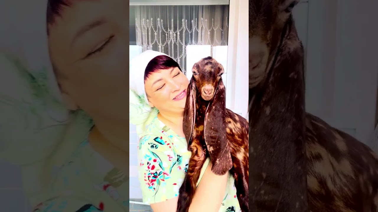 В предложении! Лунопчтнистая козочка