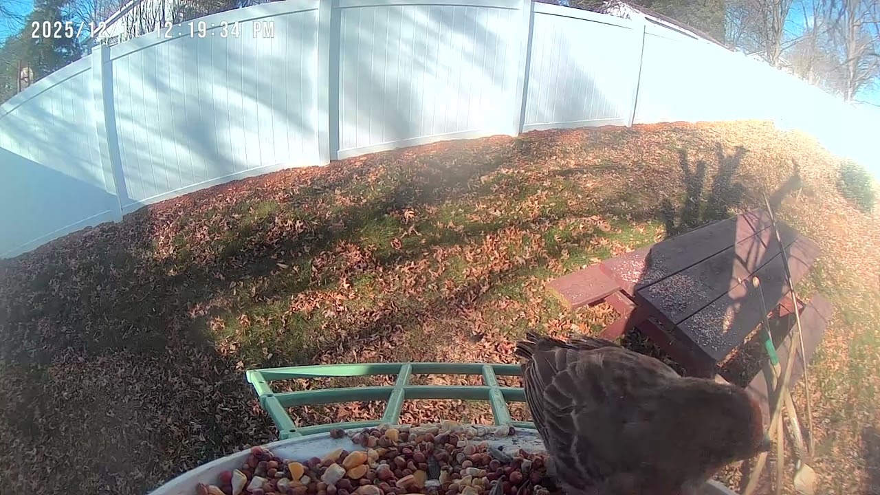 House finches at bird feeder cam