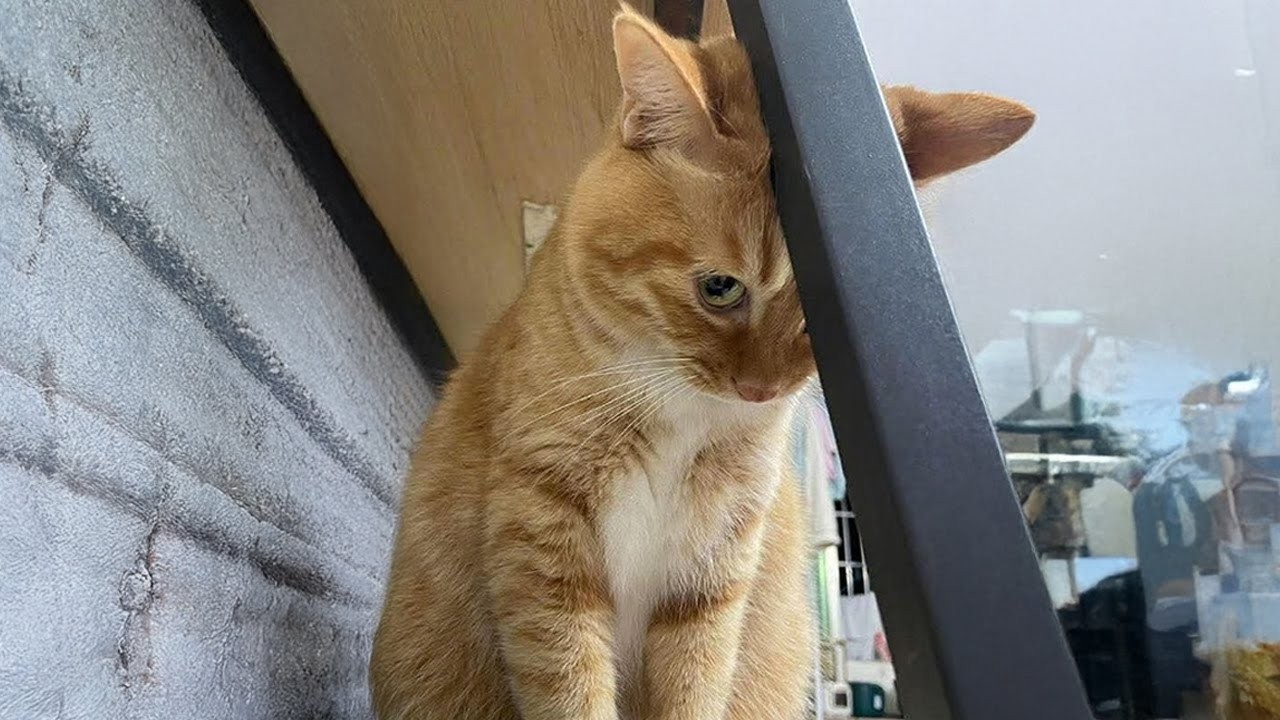 The Most DRAMATIC Cats Ever! 😂 Funny Cat Videos 2026