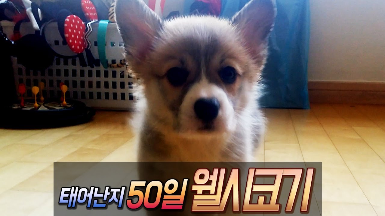 태어난지 50일 인형같은 웰시코기 아가♡ㅣ프로연우(ProYeonwoo)