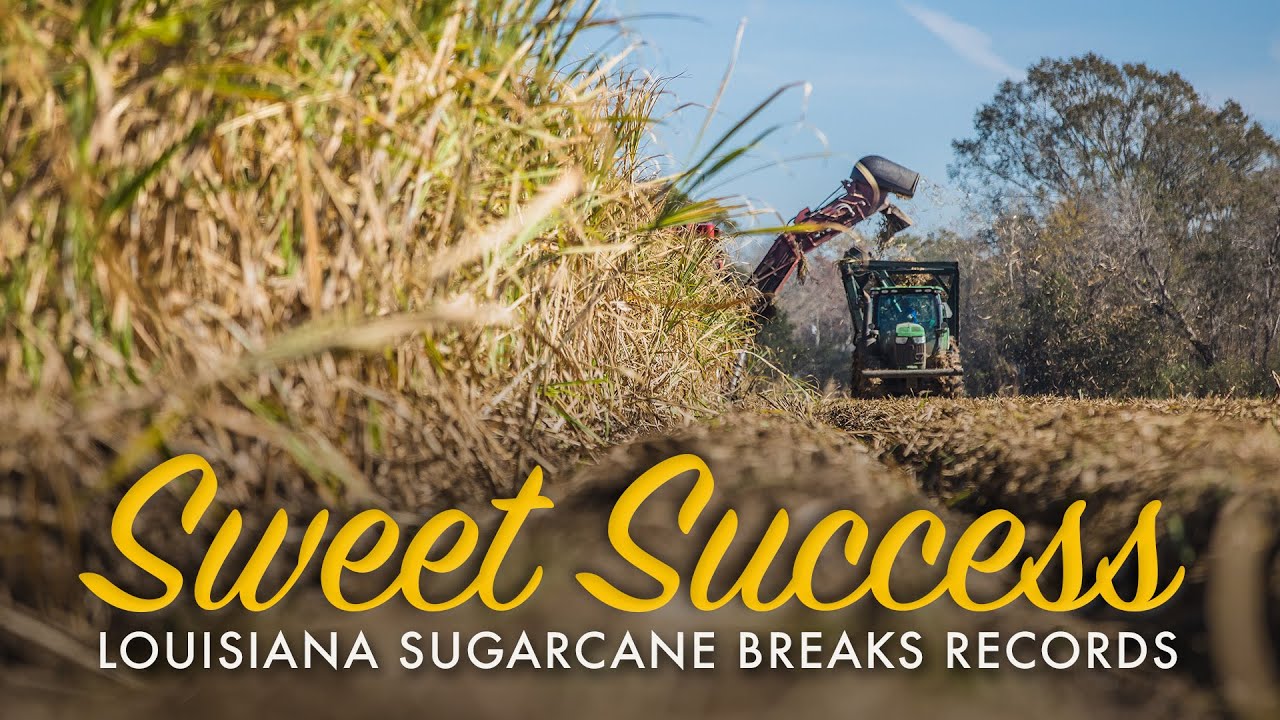 Record Sugarcane Harvest Sets New Marks in Louisiana