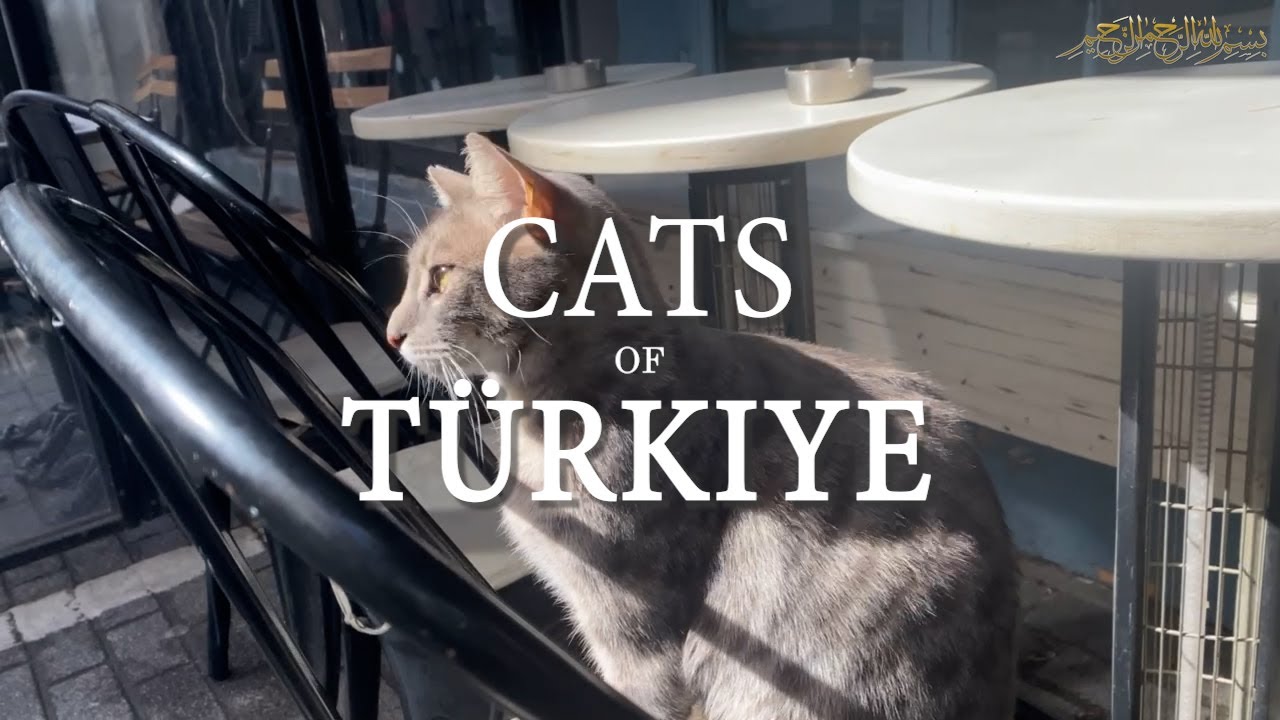 Cats of Türkiye 🐈 🇹🇷 🐈‍⬛ | All the cats I saw in Istanbul, Antalya, and Cappadocia