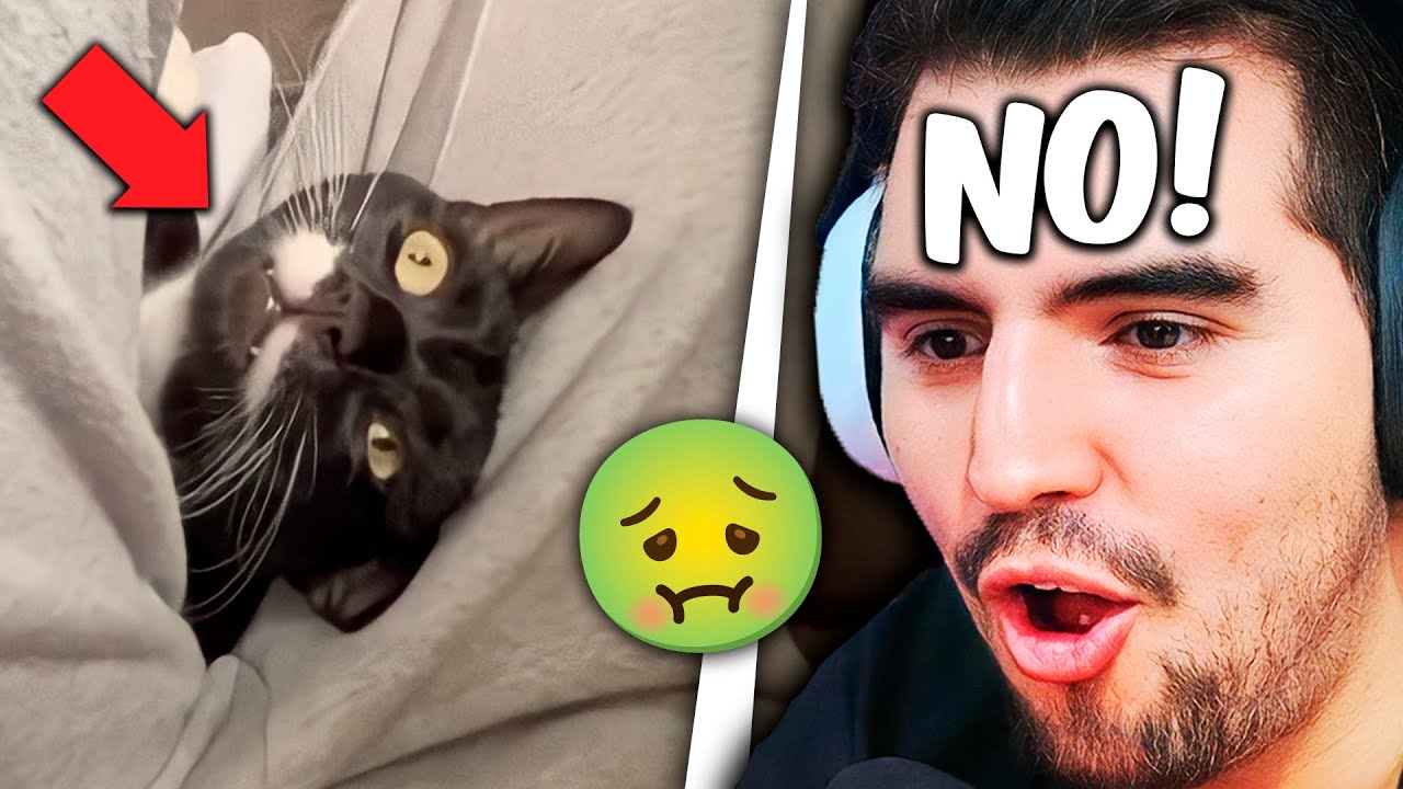 GATO PEO 🤢 | SOLO PASA EN CHILE