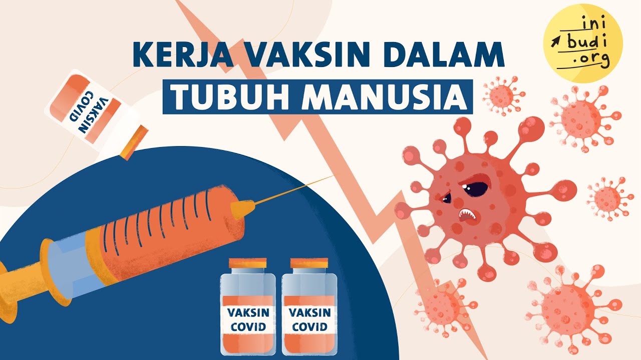 Kerja Vaksin dalam Tubuh Manusia