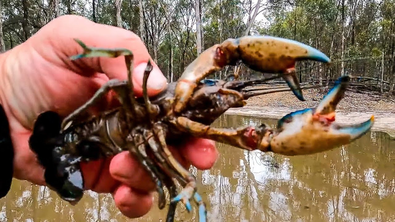 Catching lots of BIG yabbies. The best yabbying session that I have had for a very long time
